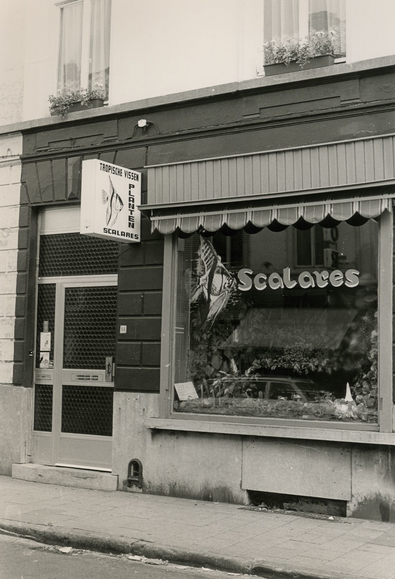 Etalage van Scalares, een winkel van siervissen in Gent